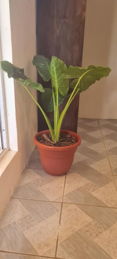 Casa Choco Hotel Mazunte Eksteriør billede